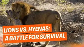 Lions vs. Hyenas: A Battle for Survival