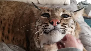 Big Boy the big bobcat and some questions answered