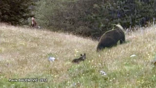 Mother Bear with her Three Cubs | Velebit