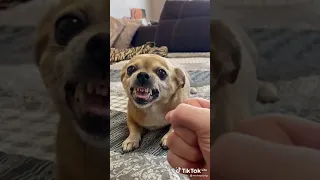 Осторожно злая собака 🐕🤣 #shorts #funny #tiktok #собака