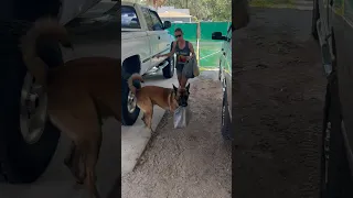 Dog Helps Bring In Grocery Bags #dog #belgianmalinois #doghelper