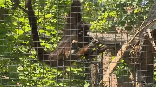 Zoo Boise's 'Elvis' the spider monkey believed to be one of the oldest alive