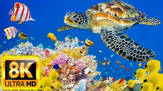 [NEW] 3 HRS of 4K Video Turtle Paradise - Undersea Nature Relaxation Film