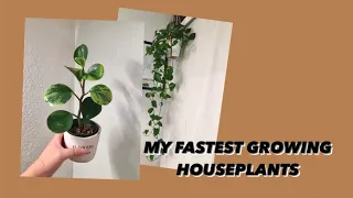 My Top 5 FASTEST Growing Houseplants 🌱 | Plants for Impatient People