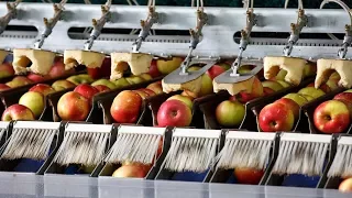 Crazy Food Processing Machines | Apples processing machine