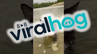 Cat Goes For a Swim || ViralHog