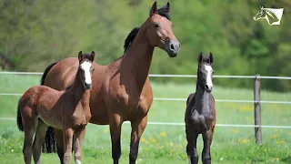 Cashmere: Vom Waisenfohlen zum Pferdeprinzen / Bundeschampionate - Näher dran