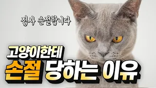 [ENG SUB] How To Ruin Your Relationship With Your Cat