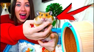 Первый День Дома Хомяк Сбежал Реакция на Дом Новый Питомец | Elli Di Pets