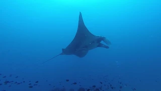 Giant Manta Ray in Tofo, Mozambique