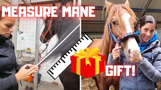 Don't BITE!! Measure Mane! A gift for Rising Star⭐ | Friesian Horses