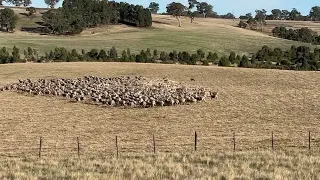 Casterton Dog Auction 2022 - LOT NO. 21 - Sally, 2YR 3M.