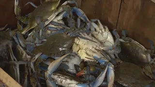 New crab trap regulations affect recreational fisherman