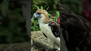 Philippine eagle a critically endangered species #shorts