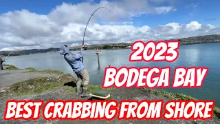 Bodega Bay is a hidden gem for Crab Snaring from the shore! SO MANY DUNGENESS CRAB HERE! FEB 2023