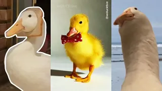 Funny & Oddly Satisfying Videos (best of duck)