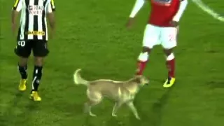 Cachorro invade campo e a torcida grita olé -  Santa Fé 4x1 Botafogo   2011   YouTube