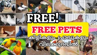 📌Free Pets Sale💞Fancy pigeon Sale kerala🥰Exotic birds🤗Dogs💞Hen🔥Pets Farm kerala❤️pravu valarthal💥