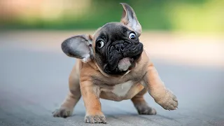 The Best and 🤣 Funniest French Bulldogs 🐶 Moments (Compilation)