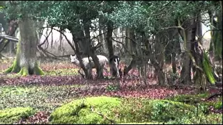 The Deer of The New Forest