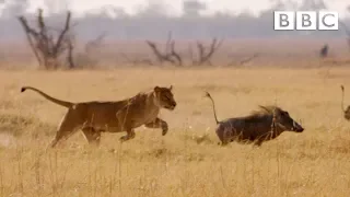 "SHE'S GONNA EAT ME!" Hungry lion chases warthog | Natural World - BBC