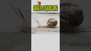 Snail Crawling🐌 || Snail Crawling Video 🐌😱🔥  #BeautifulNatureShorts