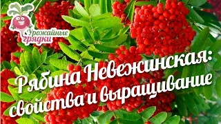 Рябина Невежинская: полезные свойства рябины и условия выращивания #urozhainye_gryadki