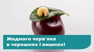 Надійна обробка проти вишневої мухи. Вишні без черв’яків.