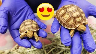 Baby Tortoises First Trip To the Vet! 🥹