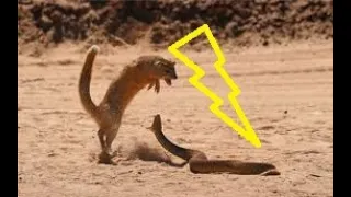 Mongoose vs Cobra §  Big Agressive Battle