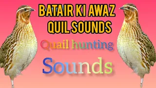 бедана bedana sayrashi Quail sounds  Batair Ki Awaz بٹیروں کی آواز