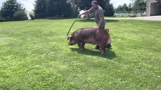 Shipley Swine Genetics Duroc Boar “Built Tough” at 14 months old