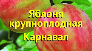 Яблоня крупноплодная Карнавал. Краткий обзор, описание характеристик malus domestica