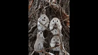 [4K]エゾモモンガ　Siberianflyingsquirrel shorts