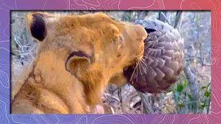 Sharp Teeth VS Sharp Scales - A Pangolin Defends Itself Against a Lion’s Jaws