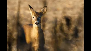 Whitetail Deer Doe Bleat - Soft Doe Bleat - Sound Only
