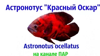 Астронотус Красный.Astronotus ocellatus.