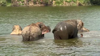 ช้างปางบุญ l ศูนย์ช้างลำปาง Video by กระต่าย