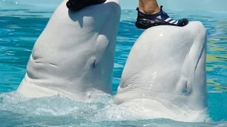 Белый кит, Белуха, Полярный Дельфин