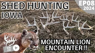 MOUNTAIN LION ENCOUNTER | Shed Hunting Iowa