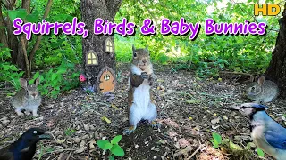 🐇 Baby Bunnies, Squirrels & Birds 🐦 at the Fairy House 🧚🏠| 10-Hour TV for Pets & People |