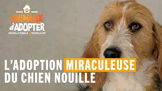 L'adoption miraculeuse du chien Nouille ! - Animaux à Adopter