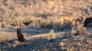 Yellowstone Junction Butte Wolf Pack