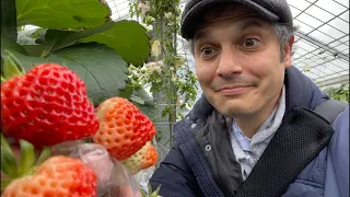 Japanese Strawberry Farm Experience - Why So Sweet?