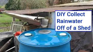 Harvesting Rainwater off a Shed: DIY 55-Gallon Barrel Setup