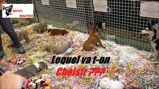 J'achète un Malinois au Salon du Chiot