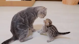 “Go to sleep! A cute kitten who rebels against his mother and attacks her, only to get hit back.