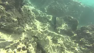 Following a yellowfin surgeonfish in Hanauma Bay,