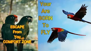 Story of the King & Bird | DO what you are BORN FOR | Break Time Stories