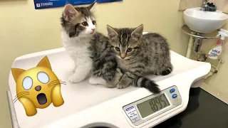 Kittens' first vet appointment!